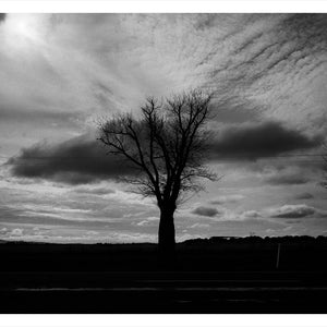 Trent Parke, ‘Sergeant Percy Hamilton Taylor, 1551, 24th Battalion A.I.F., The Avenue of Honour, Ballarat, Victoria, Australia’, 2014, from ‘WWI Avenue of Honour’, pigment print, 80 x 60 cm, ed. of 3