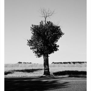 Trent Parke, ‘Private George David Charles Jones, 2935, 51st Battalion A.I.F., The Avenue of Honour, Ballarat, Victoria, Australia’ (Summer), 2014, from ‘WWI Avenue of Honour’, pigment print, 80 x 60 cm, ed. of 3