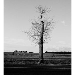 Trent Parke, ‘Private George David Charles Jones, 2935, 51st Battalion A.I.F., The Avenue of Honour, Ballarat, Victoria, Australia’ (Winter), 2014, from ‘WWI Avenue of Honour’, pigment print, 80 x 60 cm, ed. of 3