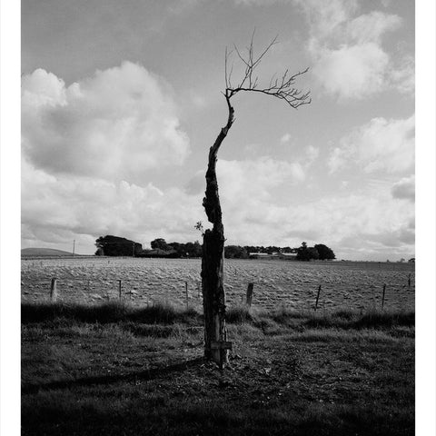 Trent Parke, ‘Sergeant Joseph Felix Bergin, 15, 8th Battalion A.I.F., The Avenue of Honour, Ballarat, Victoria, Australia’, 2014, from ‘WWI Avenue of Honour’, pigment print, 80 x 60 cm, ed. of 3