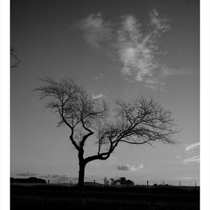 Trent Parke, ‘Private Frederick George Drury, 6500, 8th Battalion A.I.F., The Avenue of Honour, Ballarat, Victoria, Australia’, 2014, from ‘WWI Avenue of Honour’, pigment print, 80 x 60 cm, ed. of 3