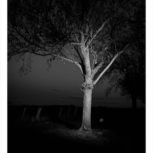 Trent Parke, ‘Sapper John Andrew Gibb McGregor, 18734, May 1917 Reinforcements Field Coy. Engineers. A.I.F., The Avenue of Honour, Ballarat, Victoria, Australia’, 2014, from ‘WWI Avenue of Honour’, pigment print, 80 x 60 cm, ed. of 3