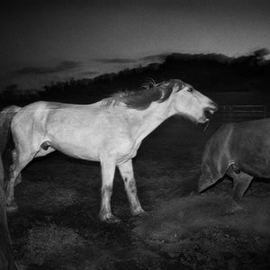 Trent Parke, After the rodeo, Harts Ranges NT, 2004, from Minutes to Midnight, silver gelatin print, 30 x 45 cm, ed. of 5; pigment print, 98 x 147 cm, ed. of 5