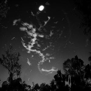 Trent Parke, Bats, 2004, from Minutes to Midnight, silver gelatin print, 30 x 45 cm, ed. of 5; pigment print, 98 x 147 cm, ed. of 5