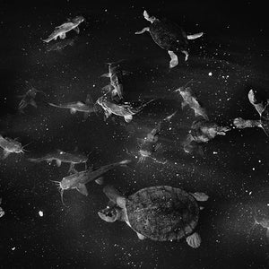 Trent Parke, Catfish and turtles, Roper River, Northern Territory, 2011, from The Black Rose, pigment print, 245 x 152 cm, ed. of 2; 98 x 147, ed. of 5