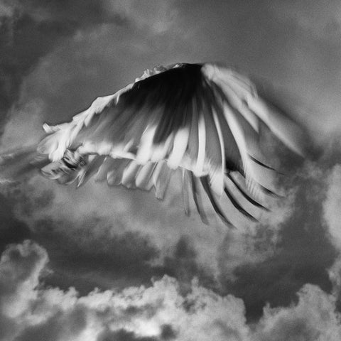 Trent Parke, Cockatoo, Newcastle, New South Wales, 2011, from The Black Rose, silver gelatin print, 120 x 150 cm, ed. of 7