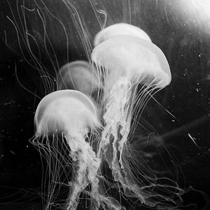 Trent Parke, Jellyfish WA, 2004, from Minutes to Midnight, silver gelatin print, 30 x 45 cm, ed. of 5; pigment print, 98 x 147 cm, ed. of 5