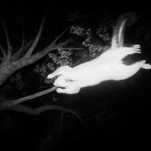 Trent Parke, Jumping Possum, Newcastle NSW, 2004, from Minutes to Midnight, silver gelatin print, 30 x 45 cm, ed. of 5; pigment print, 98 x 147 cm, ed. of 5