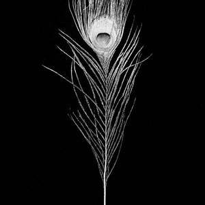 Trent Parke, Peacock feather, Mataranka, Northern Territory, 2009, from The Black Rose, silver gelatin print, 150 x 120 cm, ed. of 7