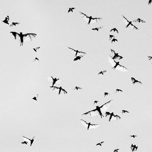 Trent Parke, Plague of Flying Foxes, Mataranka NT, 2004, from Minutes to Midnight, silver gelatin print, 30 x 45 cm, ed. of 5; pigment print, 98 x 147 cm, ed. of 5