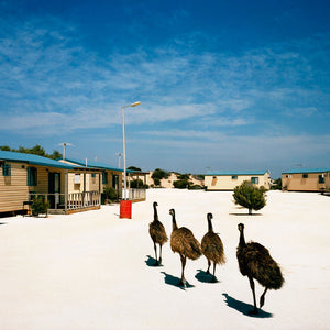 Trent Parke, Sharkbay, 2006, from Welcome to Nowhere, type C print, 52 x 65 cm or 114 x 143 cm, ed. of 8