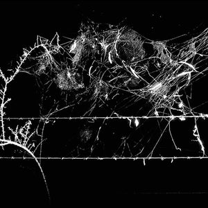 Trent Parke, Spider web, 2003, from Minutes to Midnight, silver gelatin print, 30 x 45 cm, ed. of 5; pigment print, 98 x 147 cm, ed. of 5