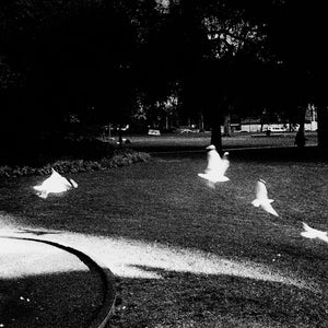  Trent Parke, Untitled, 2000, from Dream/Life & Beyond, silver gelatin print, 24 x 36 cm; type C print, 80 x 120 cm